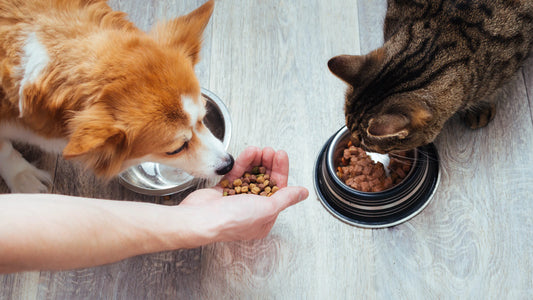 11 Valuable Reasons A Guardian Bowl Can Strengthen Your Pet’s Feeding